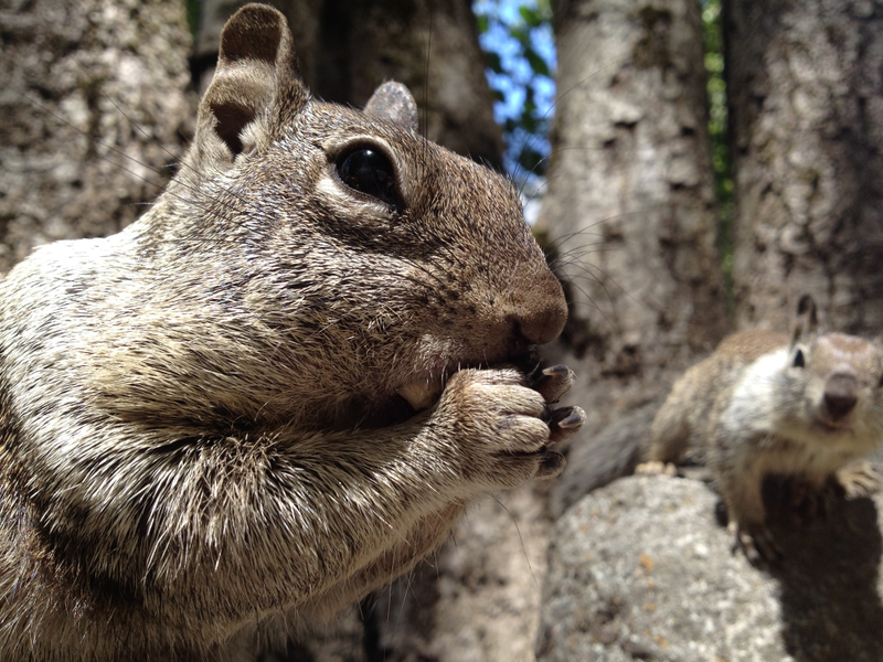 Illustration for article titled Holy Hell, the Pictures the iPhone 4S Can Take Are Insane